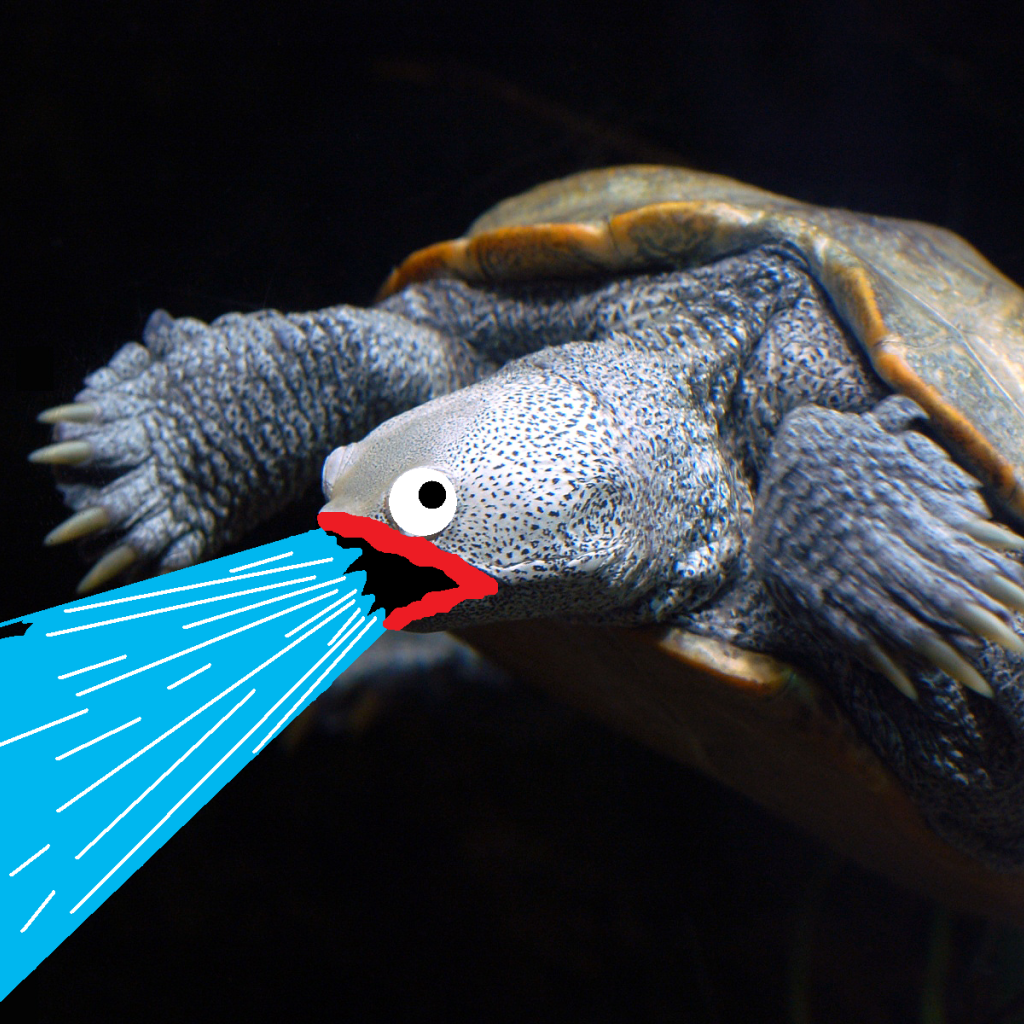 Черепаха изрыгает воду