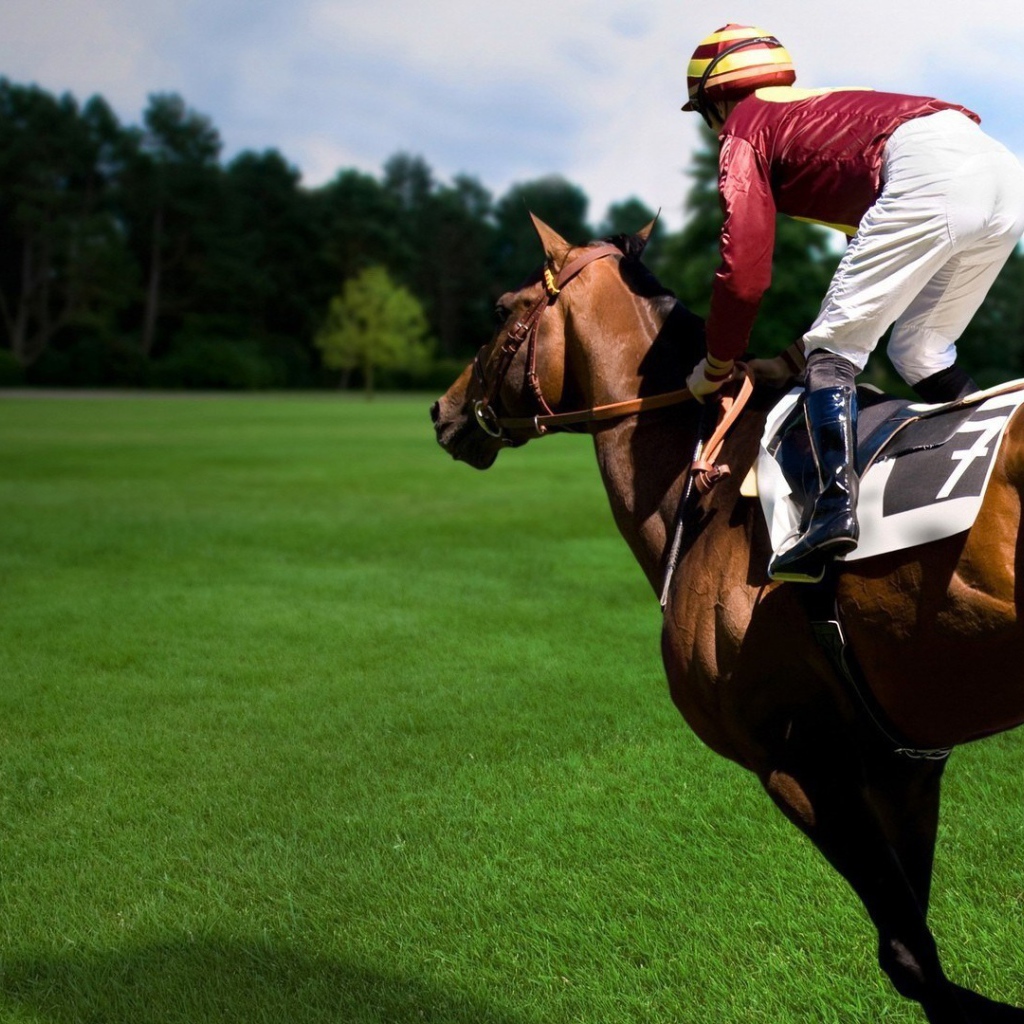 Конный спорт