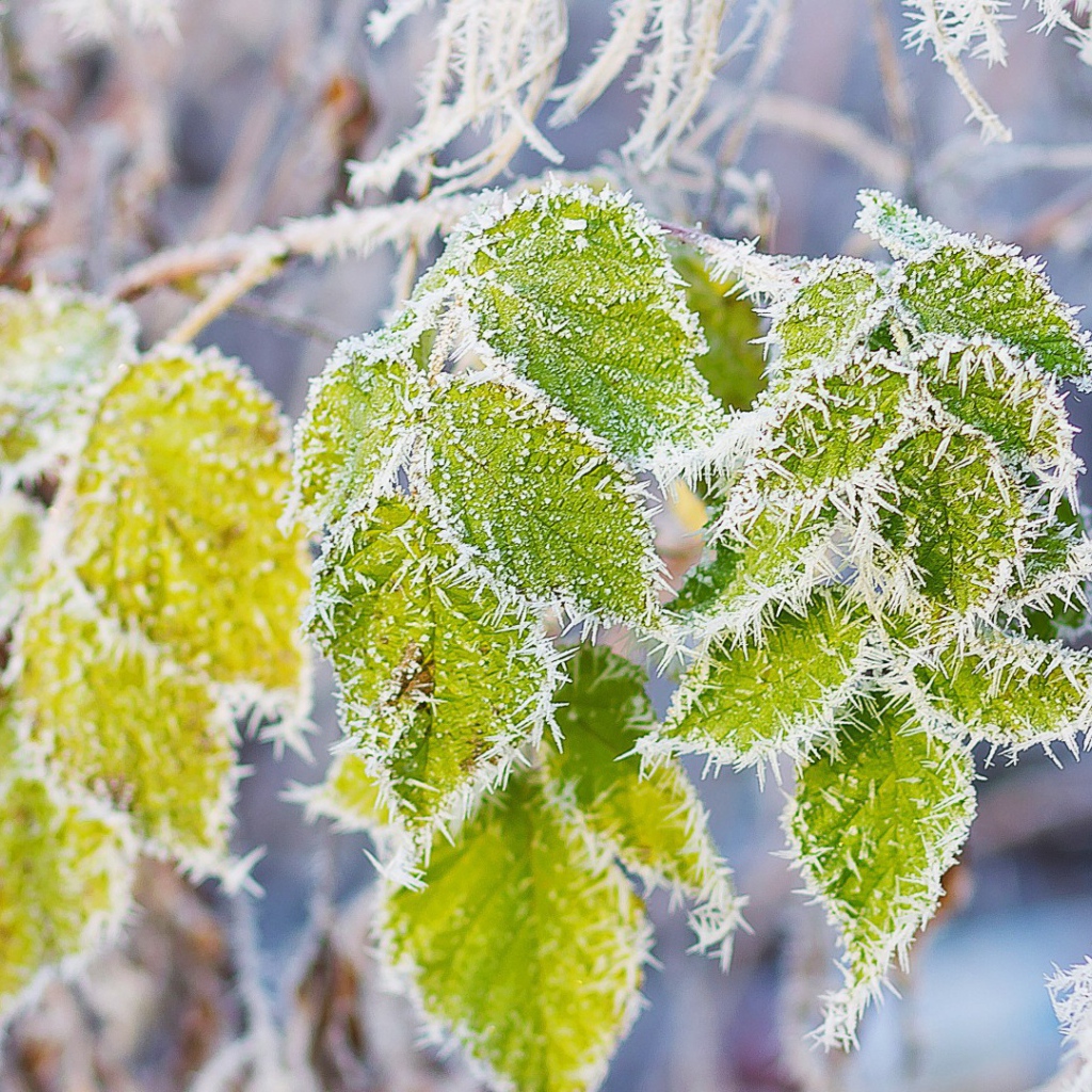 Frost on green leaves