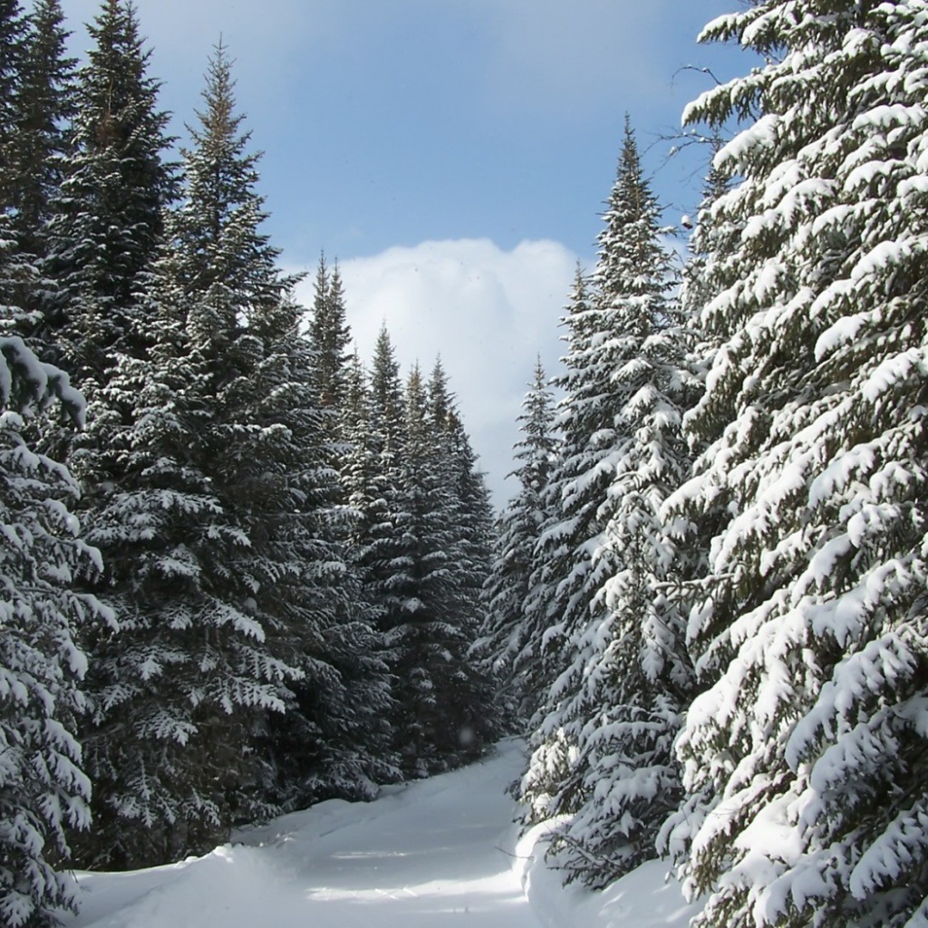 Еловый лес в снегу