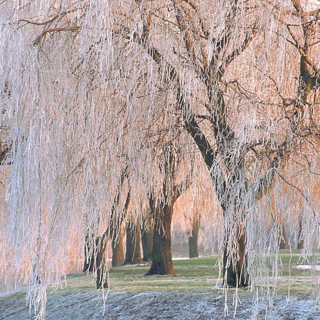 Покрытые льдом деревья