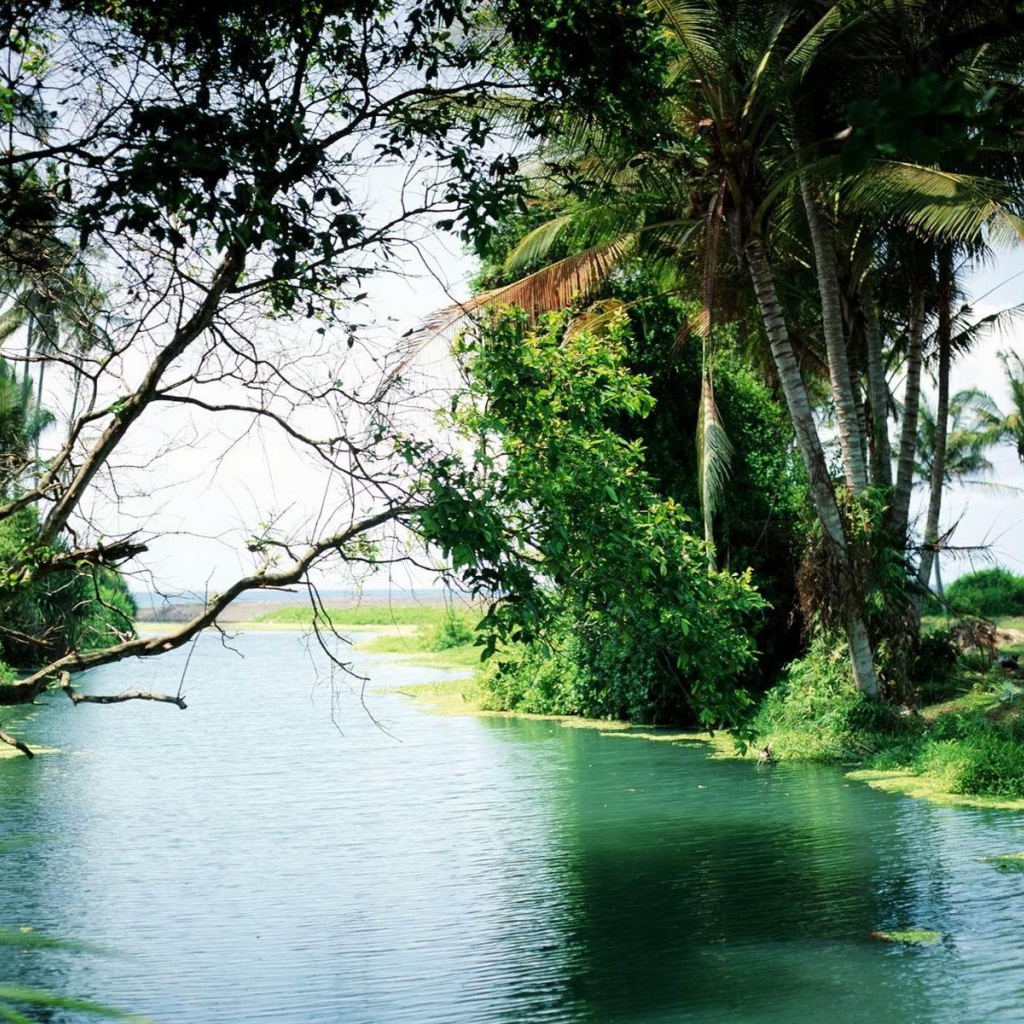 Лес на Бали