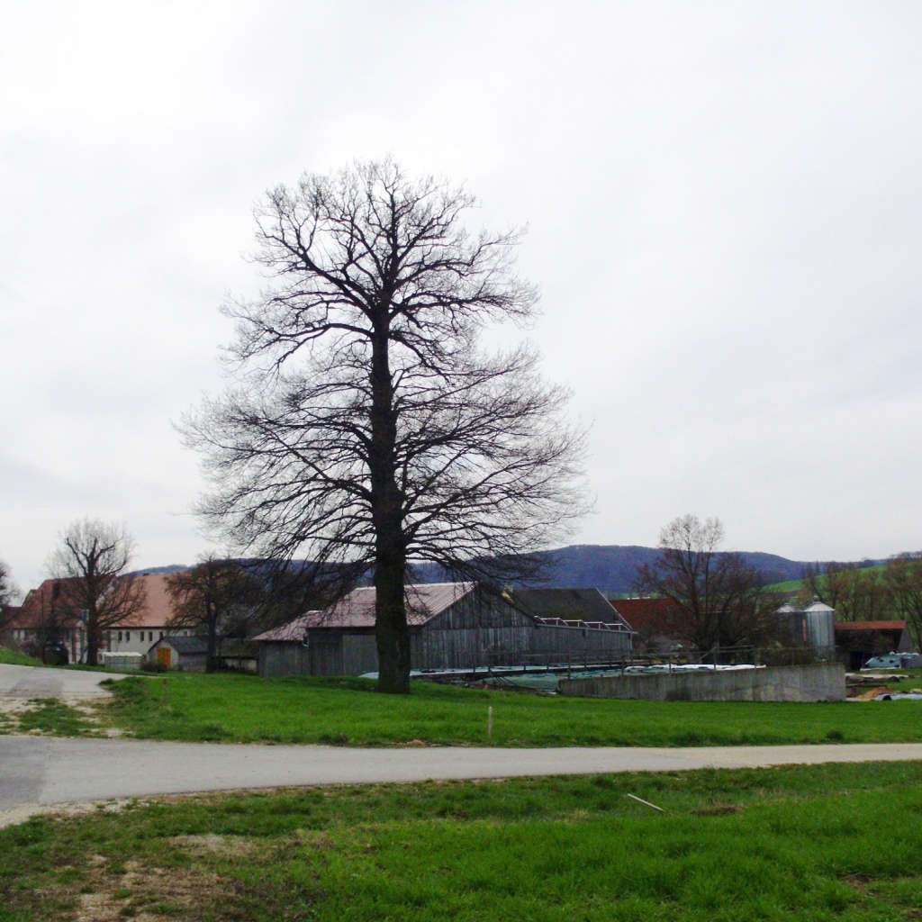 Сухое дерево в городе Лэнгенфельд, Австрия