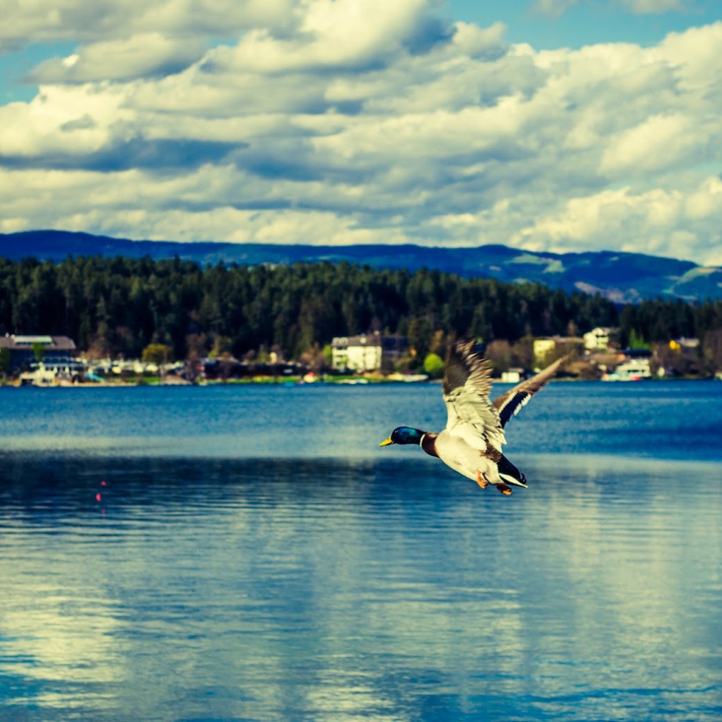 Утка над озером Клопайнер Зее, Австрия