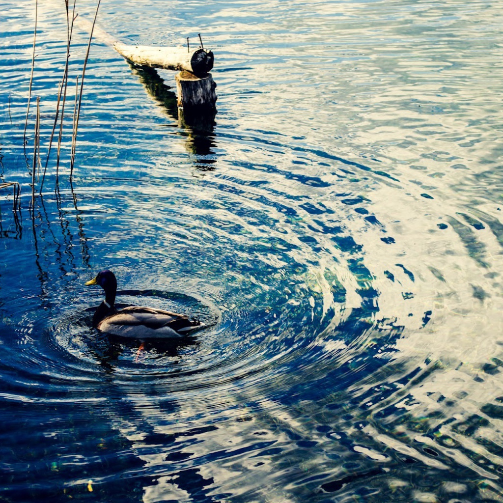Утка на воде озера Клопайнер Зее, Австрия