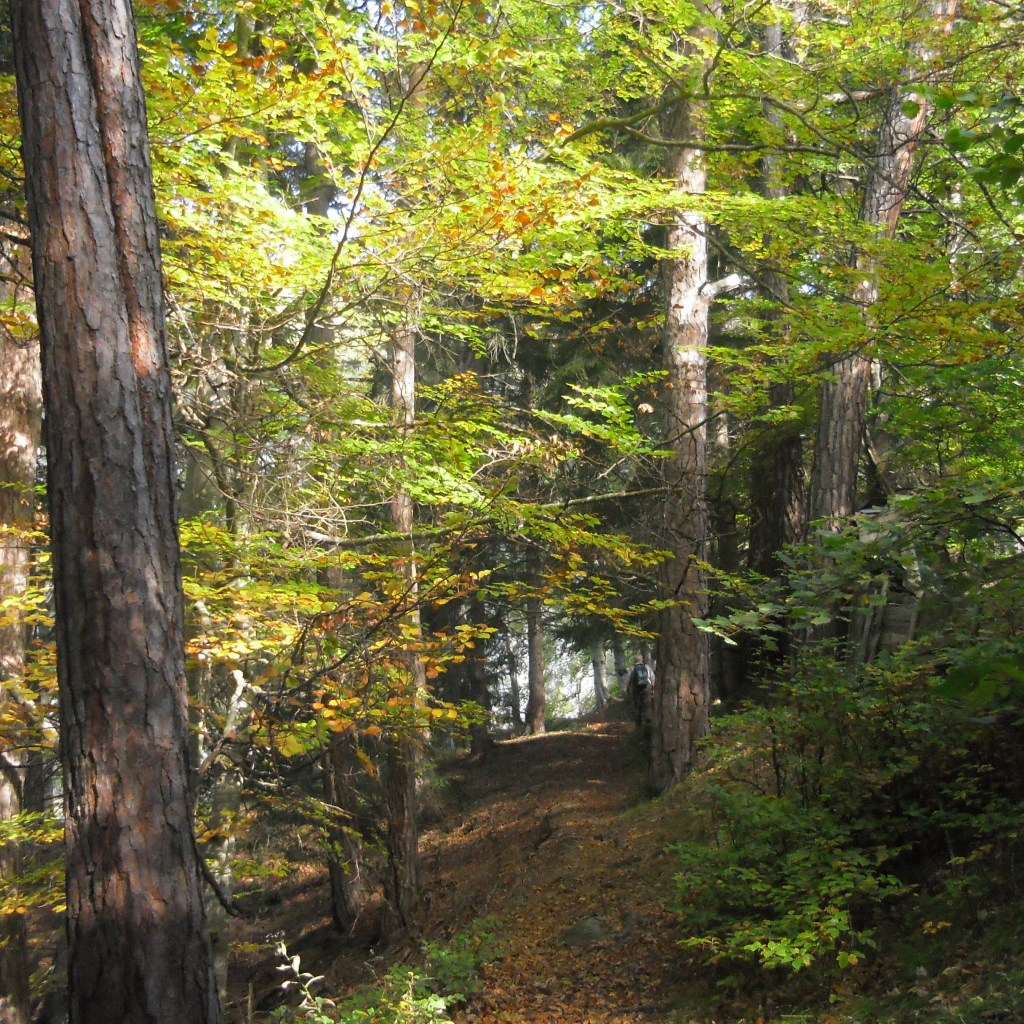 Лес на курорте Тельфс-Бюхен, Австрия