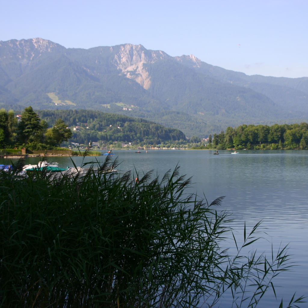 Камыши на озере на курорте Фаакер-Зее, Австрия