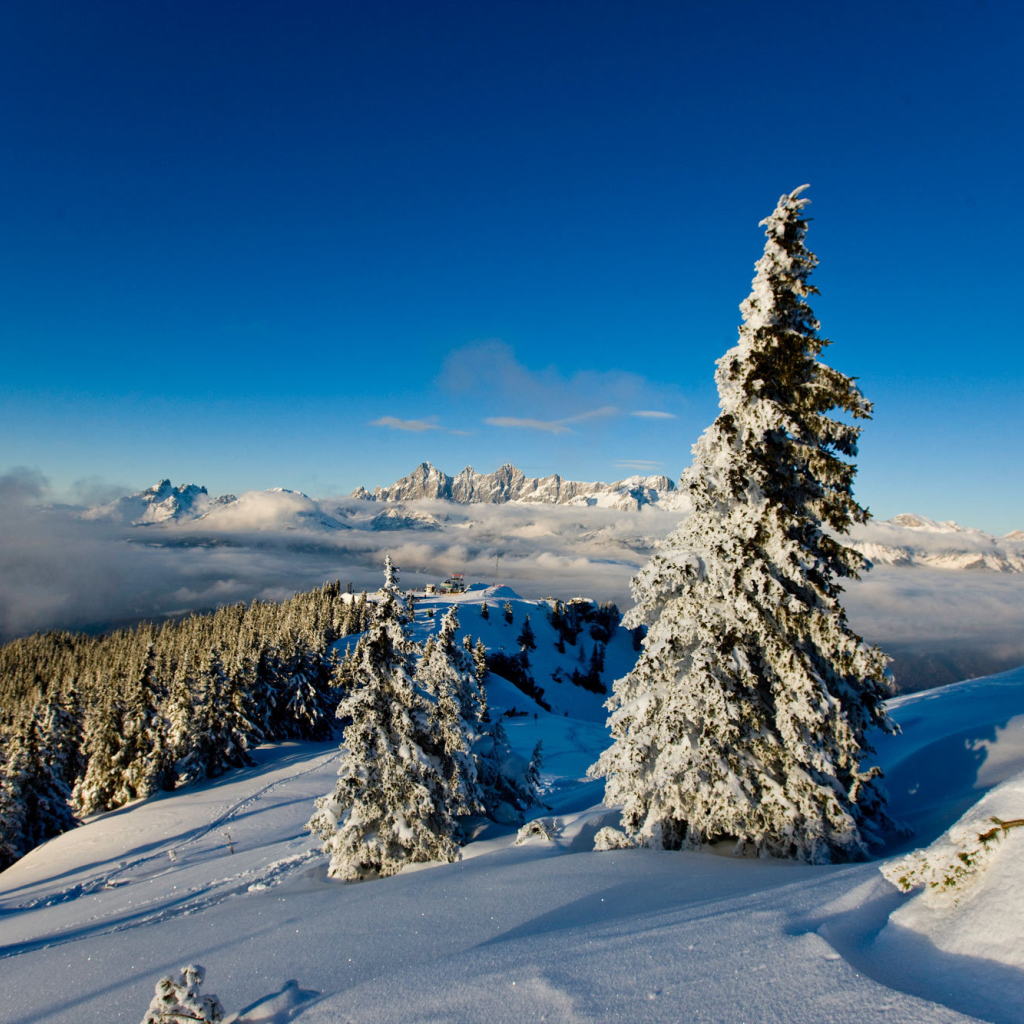 Заснеженная ель на горнолыжном курорте Шладминг, Австрия