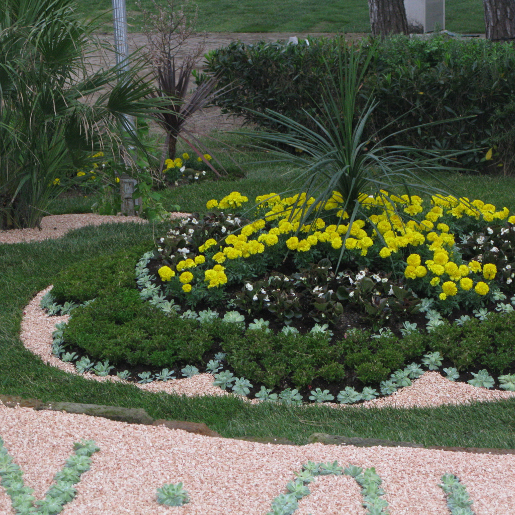 Желтые цветы на курорте Баден, Австрия