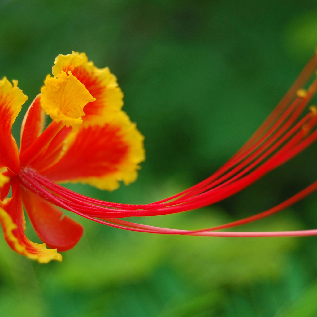Красивый цветок в Барбадосе