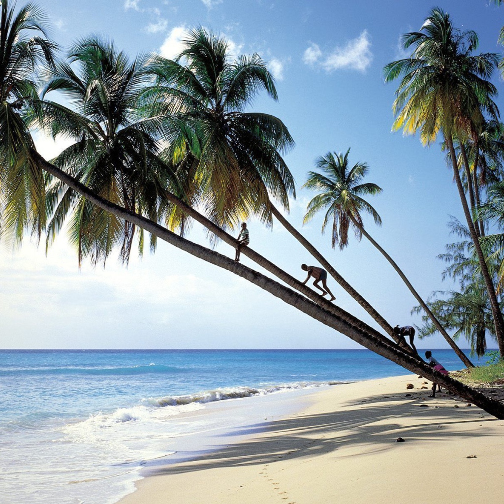 Пальмы на пляже в Барбадосе
