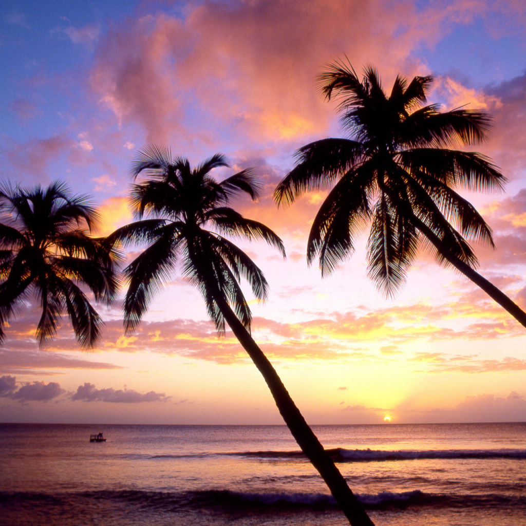 Три пальмы в Барбадосе