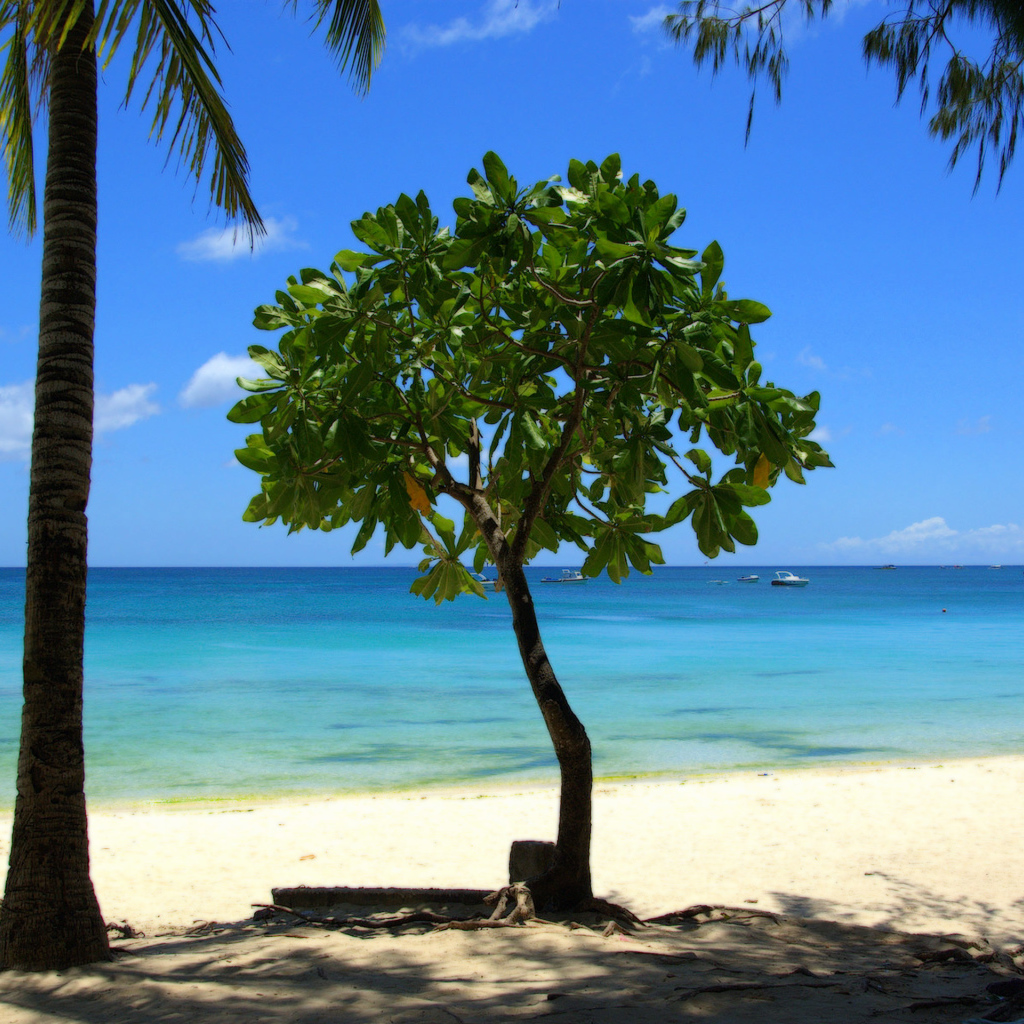 Дерево в Барбадосе