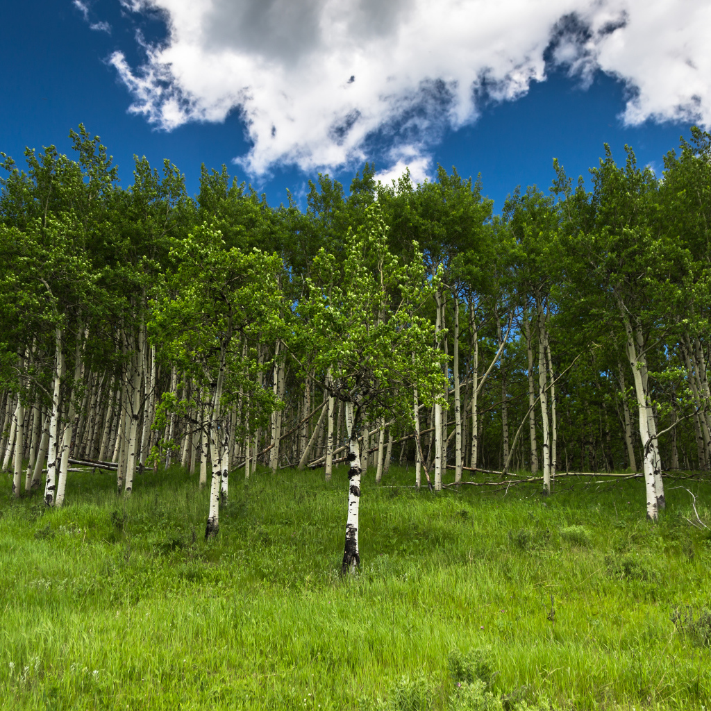 Альберта, Канада