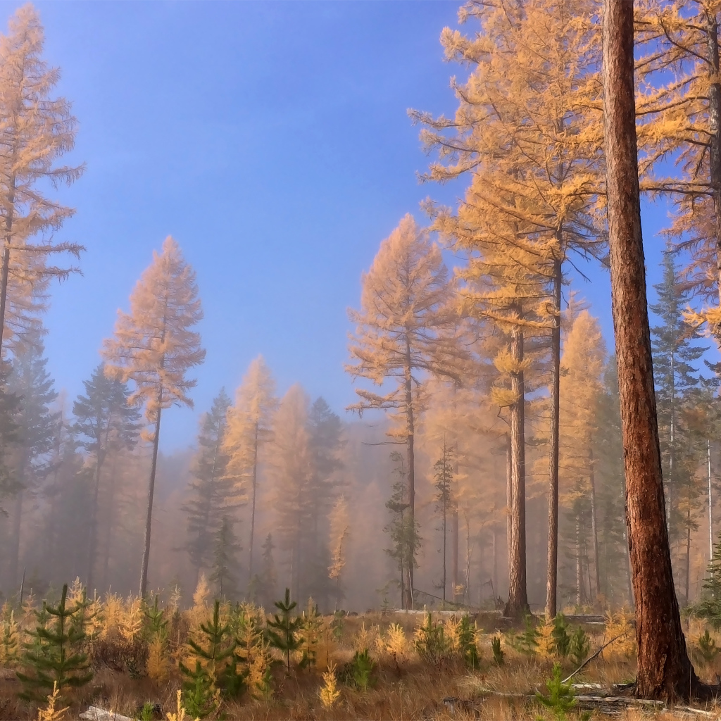 Доисторические леса, Британская Колумбия, Канада