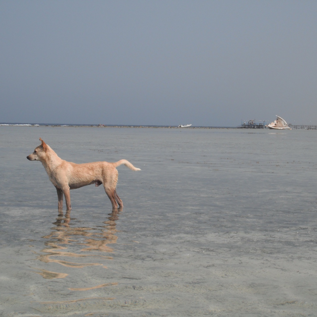 Собака в воде на курорте Марса Алам, Египет