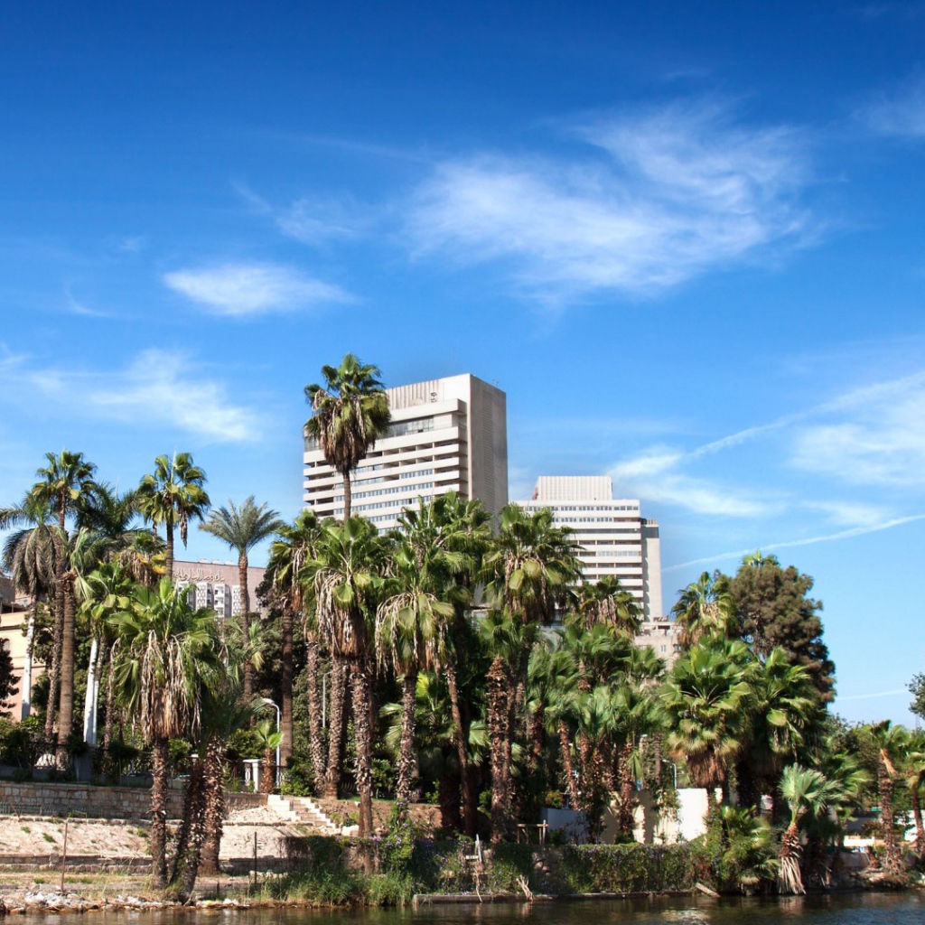 Пальмы на фоне зданий в Каире