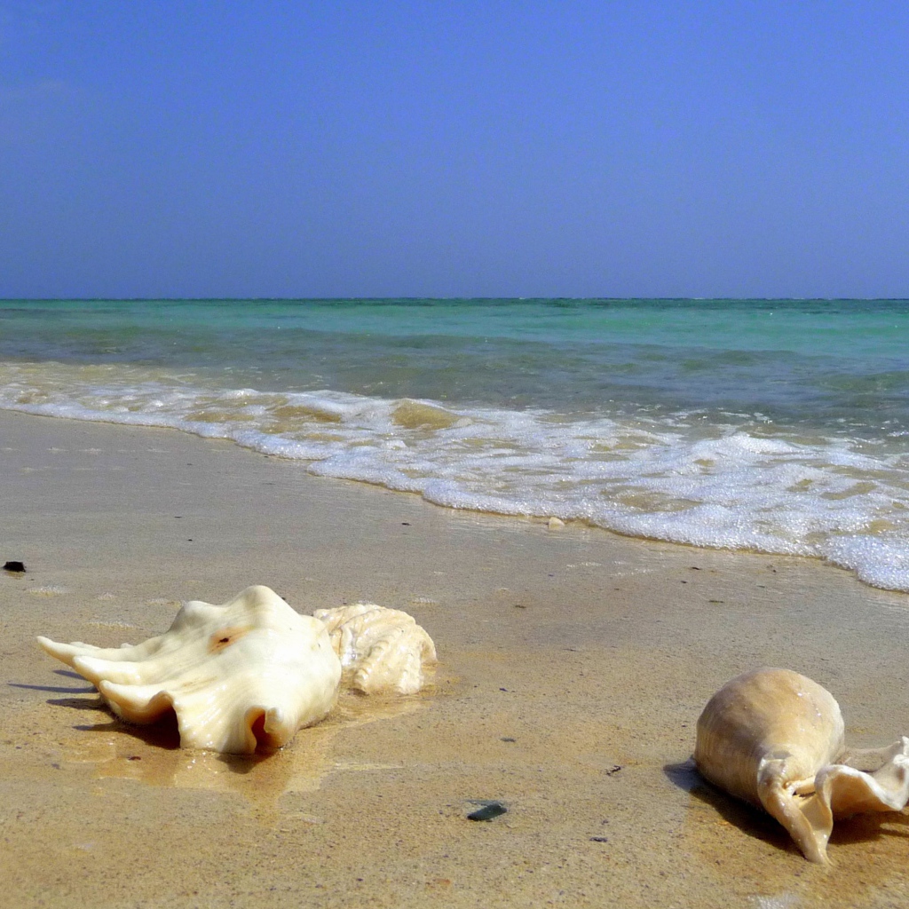 Ракушки на пляже на курорте Эль Кусейр, Египет