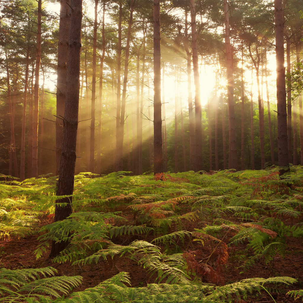 Рассвет в лесах Броксборн, Великобритания