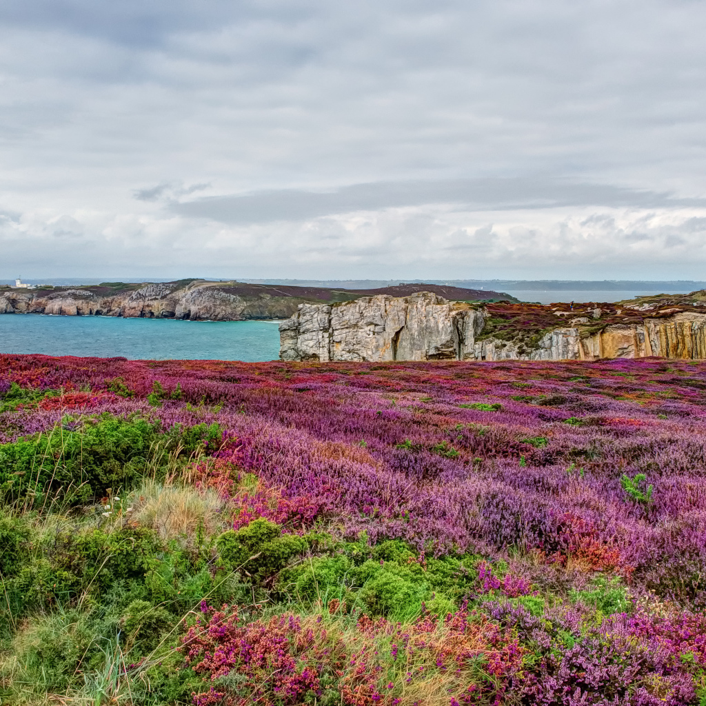 Цветущие поля в Бретань, Франция