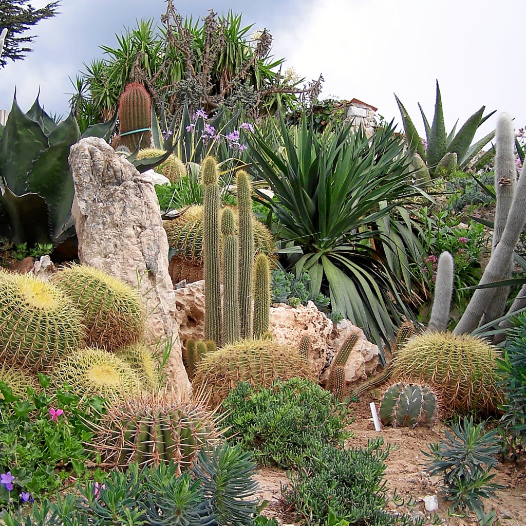 Кактусы на курорте Эз, Франция