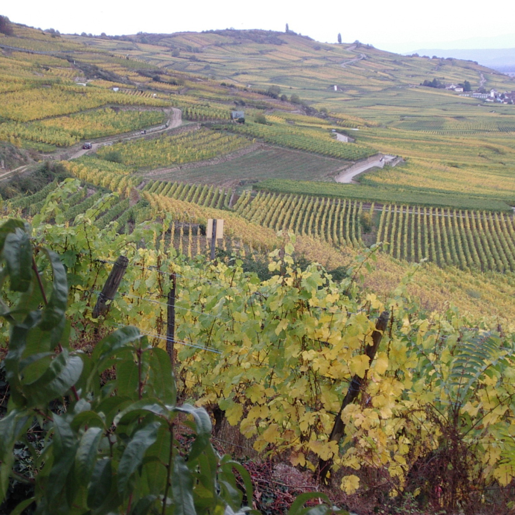 Бескрайние виноградники в Эльзасе, Франция