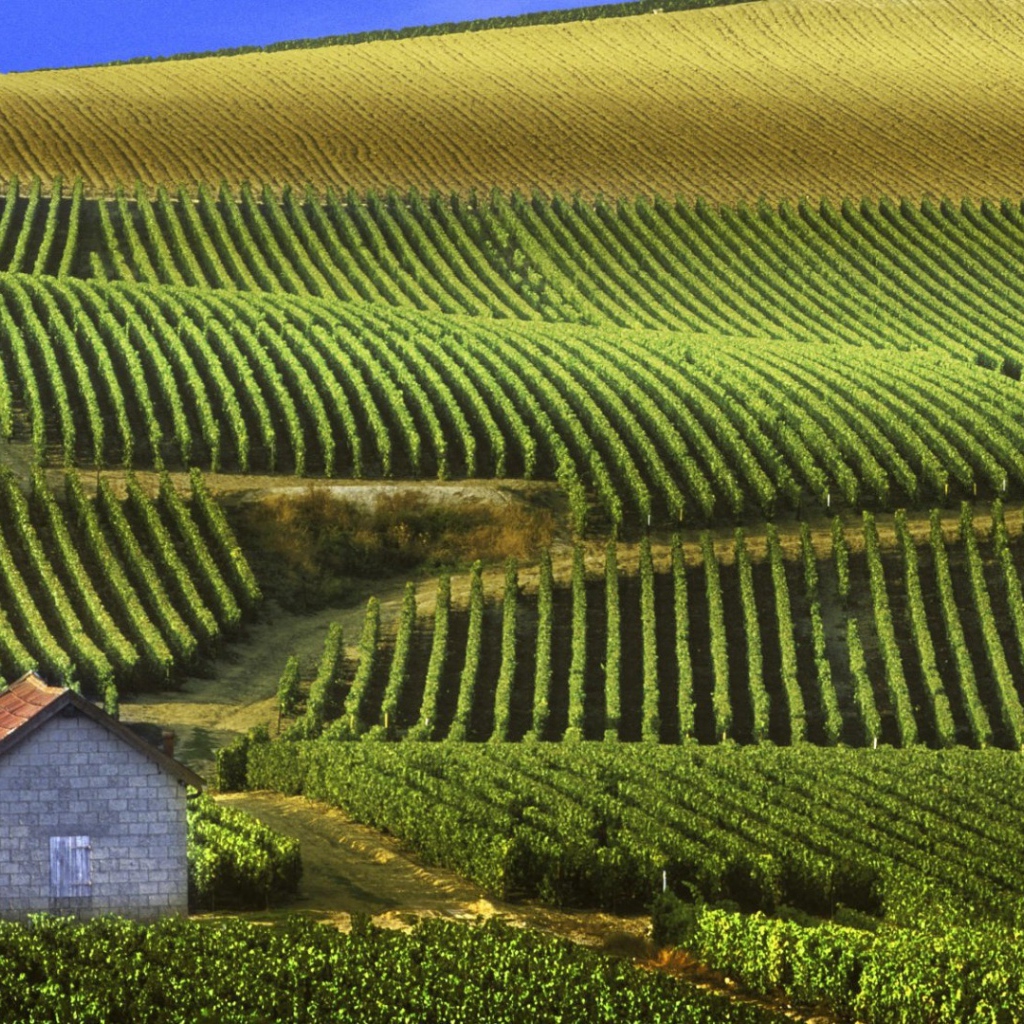 Бескрайние виноградники в провинции Шампань, Франция
