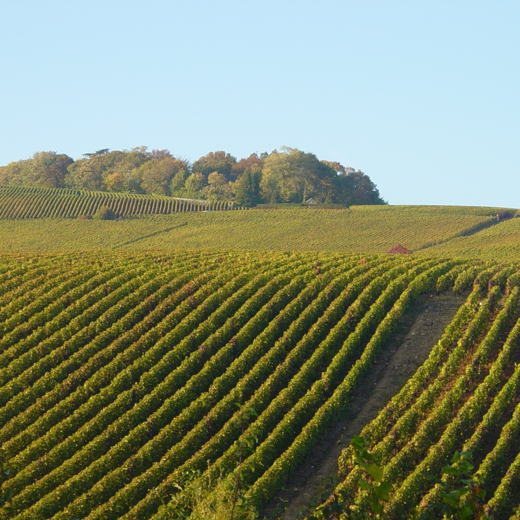 Поля  виноградников в провинции Шампань, Франция