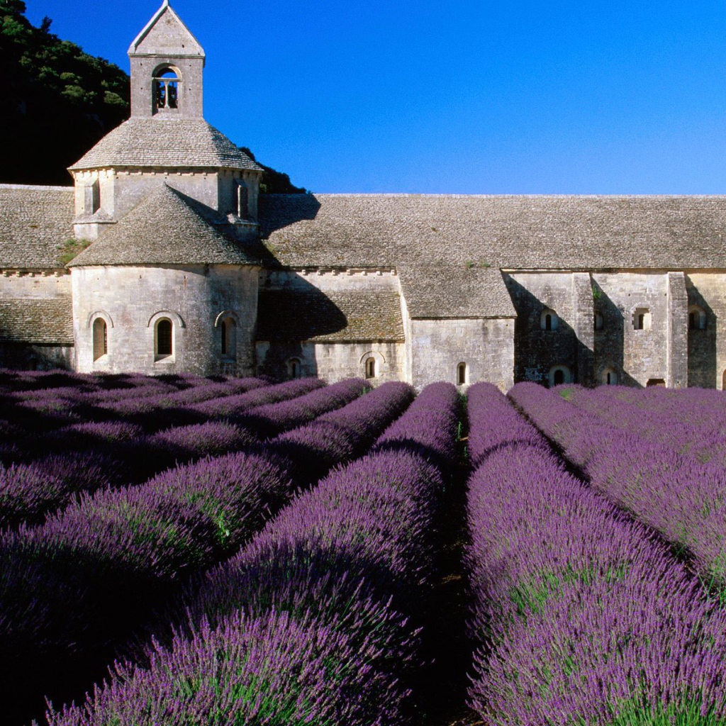 Lavender on the backdrop of the castle in Provence, France