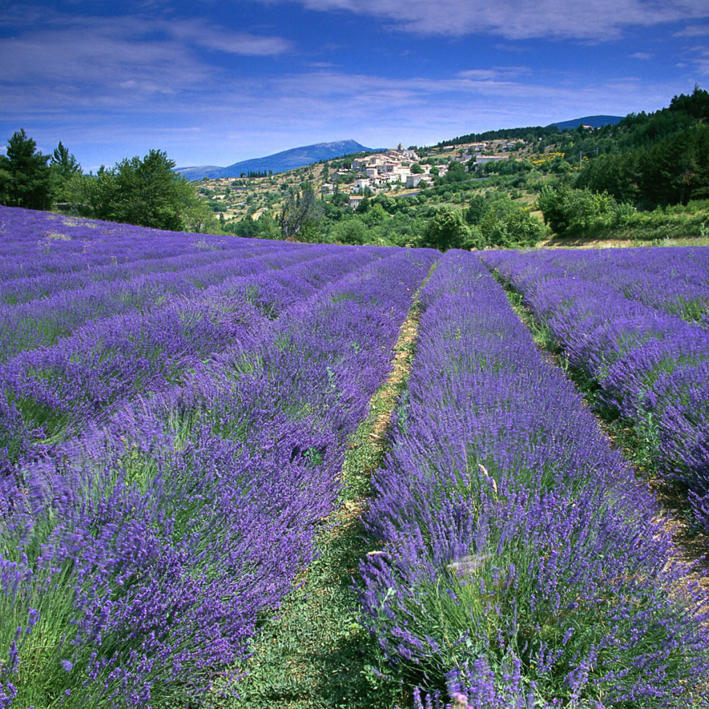 Лаванда на фоне города в Провансе, Франция