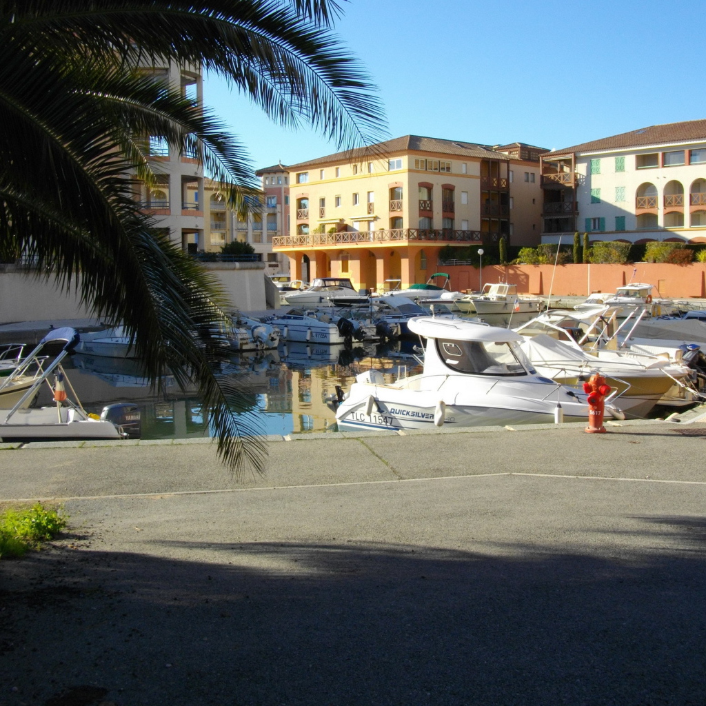 Пальма в порту на курорте Порт Де Фрежюс, Франция