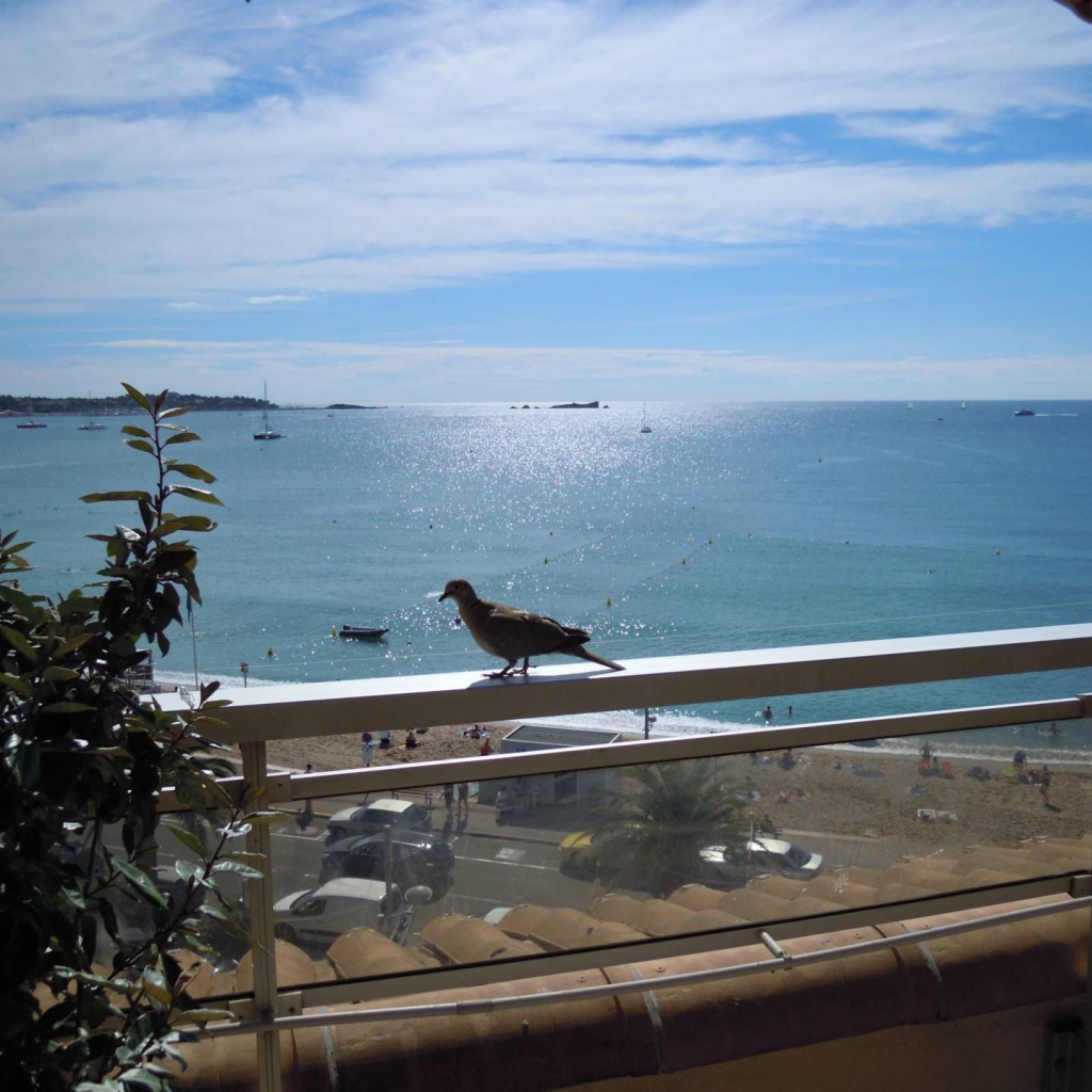 Голубь на балконе на курорте Порт Де Фрежюс, Франция