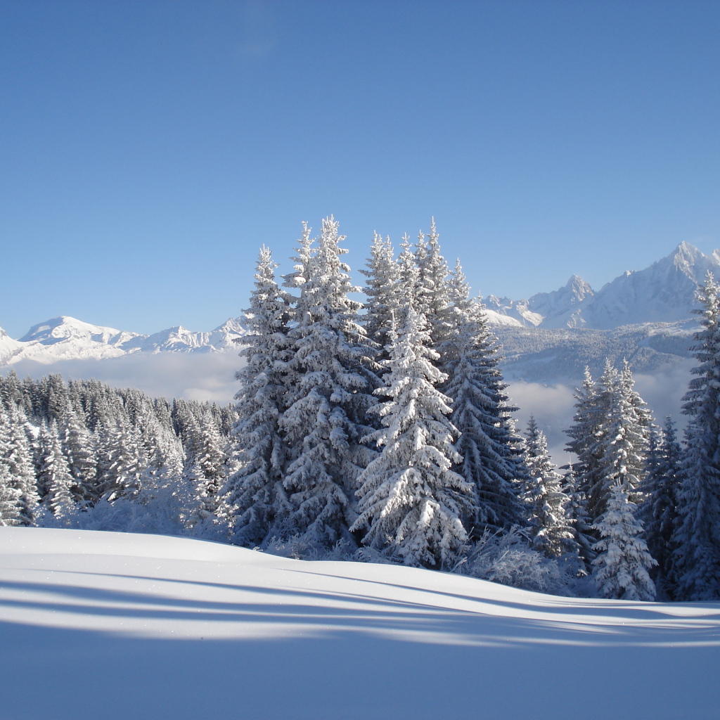 Заснеженные ели на горнолыжном курорте Межев, Франция