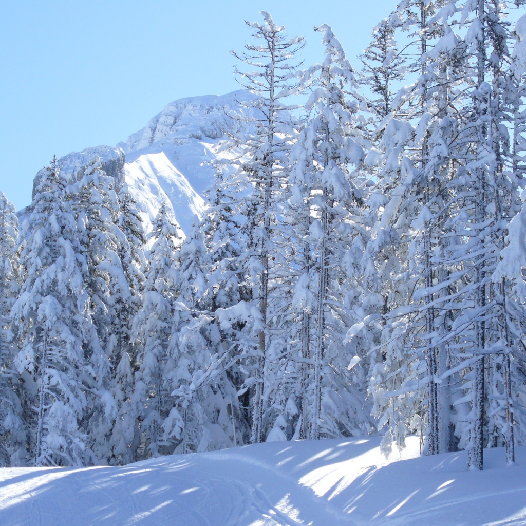 Заснеженные ели на курорте Виллар-де-Ланс, Франция