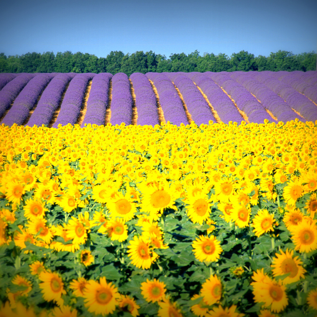 Подсолнухи в Провансе, Франция