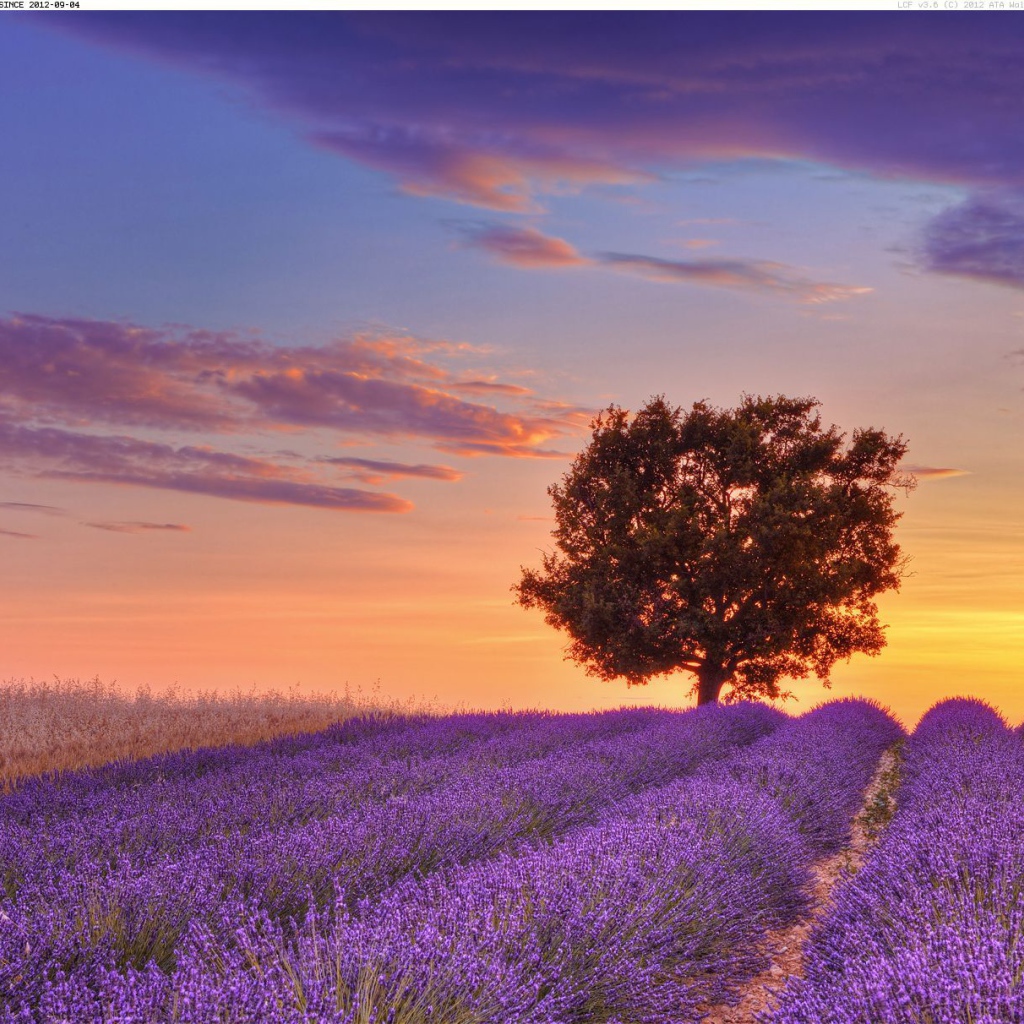 Дерево на фоне заката в Провансе, Франция