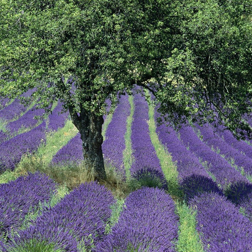 Дерево в поле в Провансе, Франция