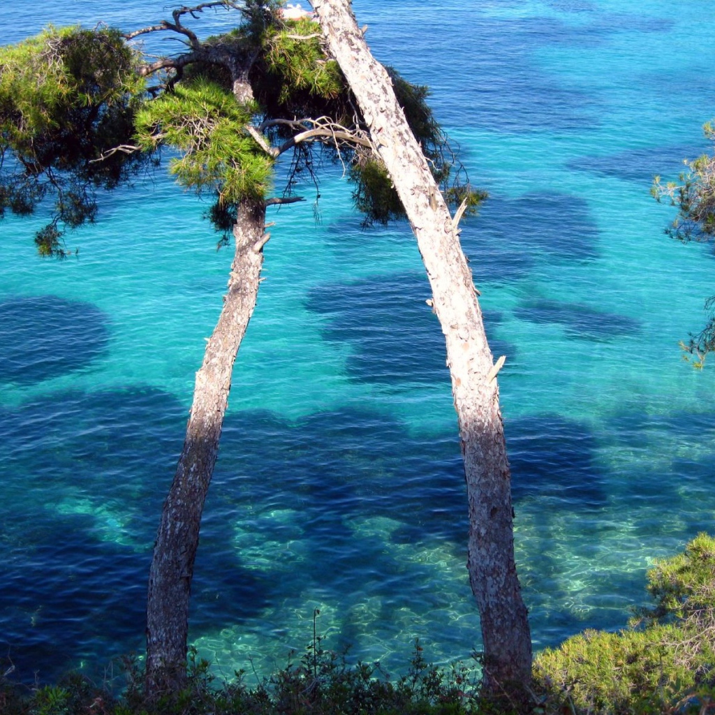 Дерево у воды на курорте Сен-Жан-Кап-Ферра, Франция