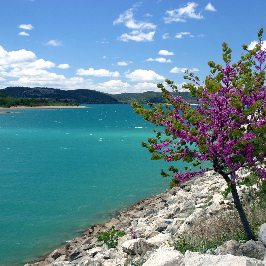 Дерево на берегу в Провансе, Франция