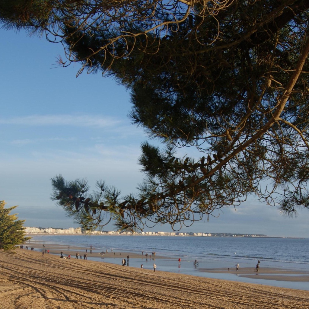 Дерево на пляже на курорте Ла Боль, Франция