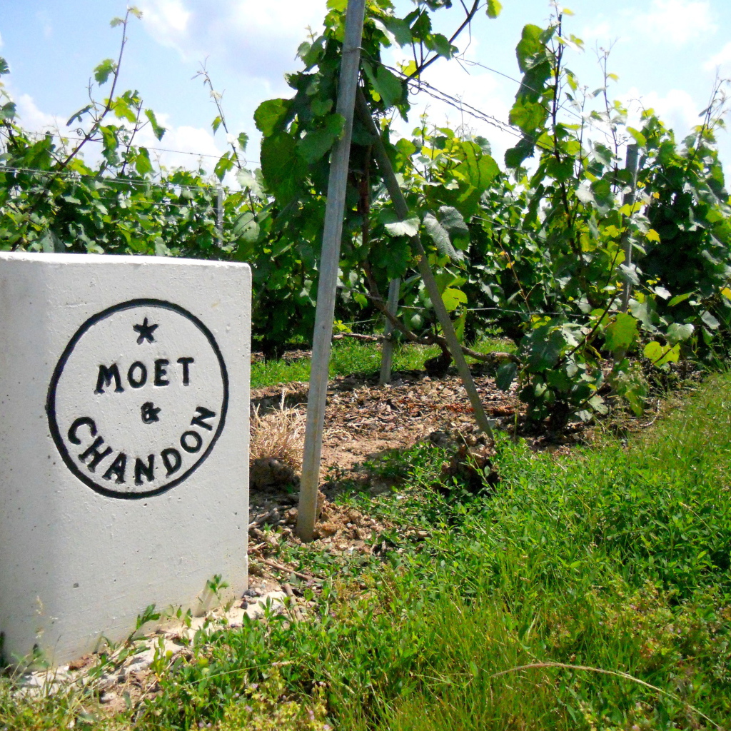 Сорт винограда на камне в провинции Шампань, Франция