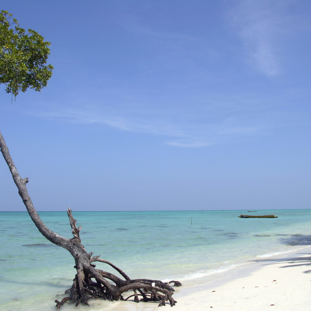 Красивое дерево на Андаманских островах