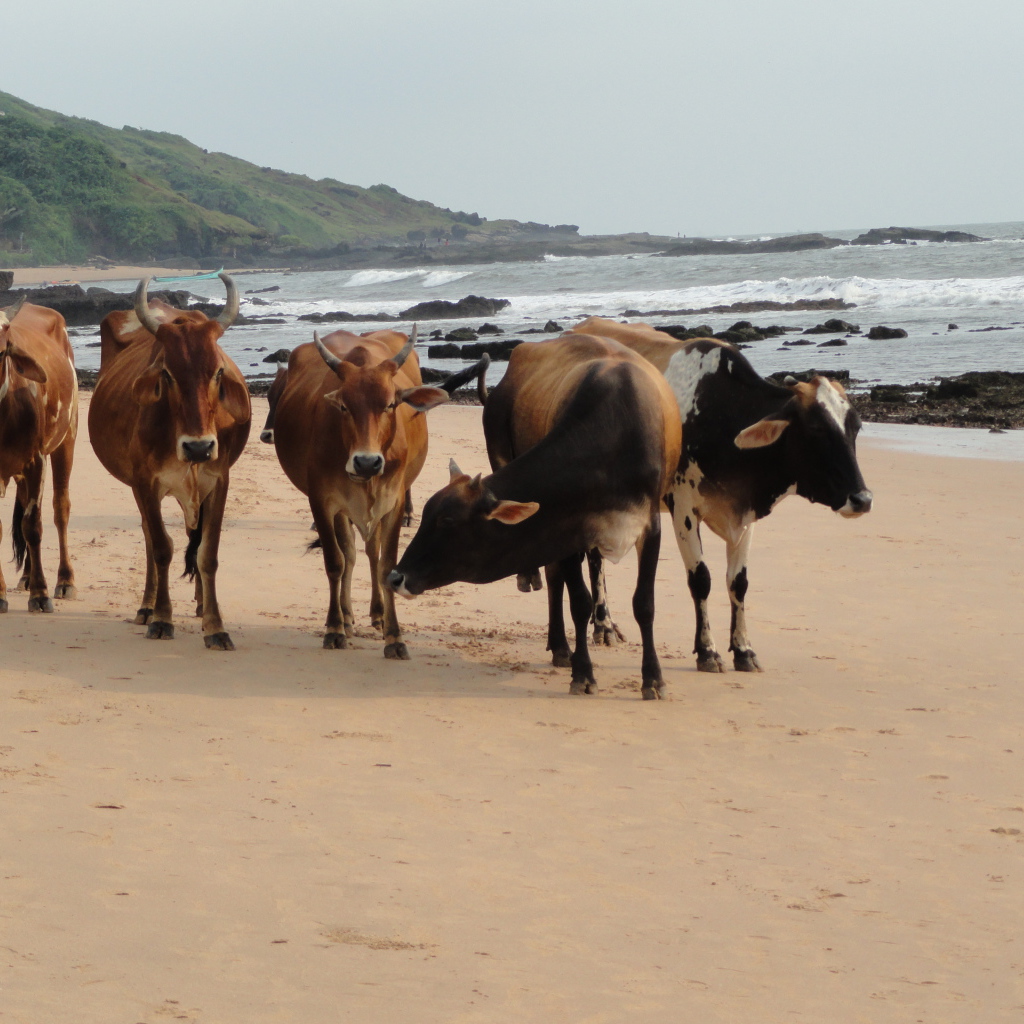 Коровы на пляже в Анджуне