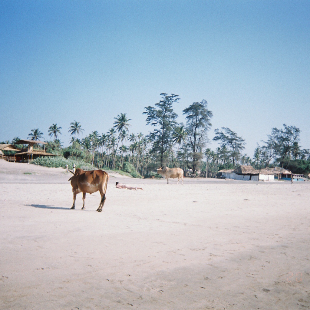 Коровы на пляжах Арамболь