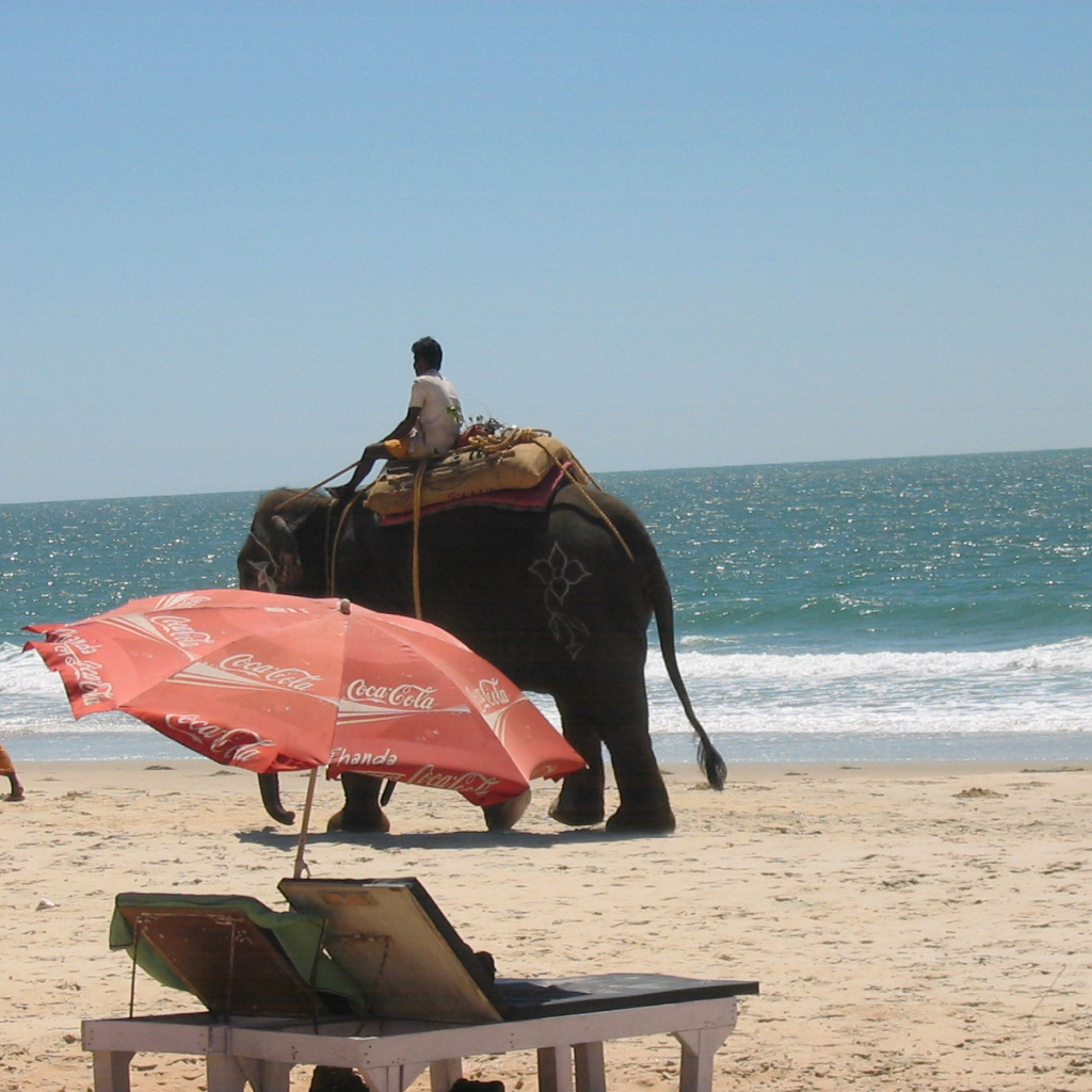 Слон на пляже в Бенаулиме