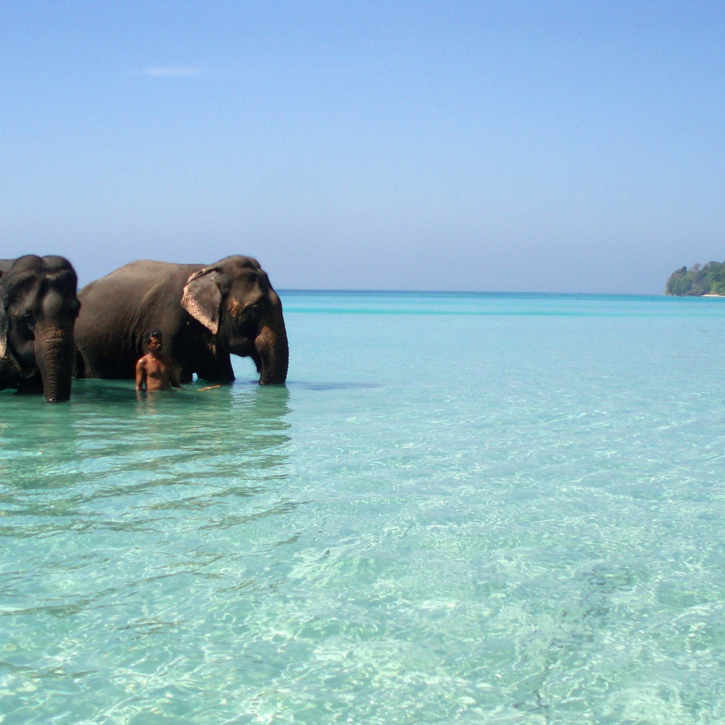 Слоны на Андаманских островах