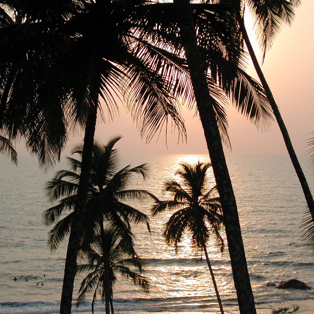 Пальмы на пляже в Вагаторе