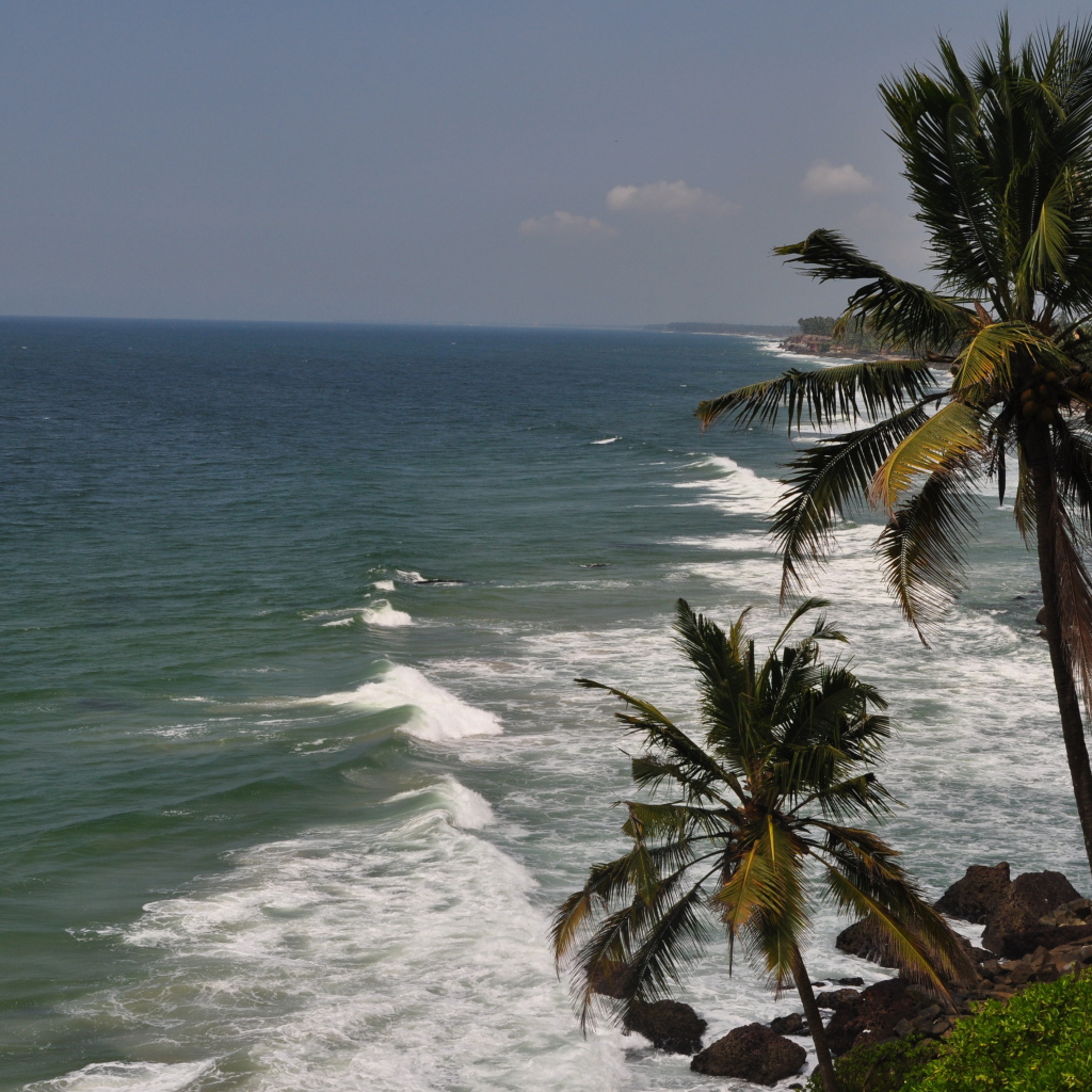Пальмы на побережье Варкалы