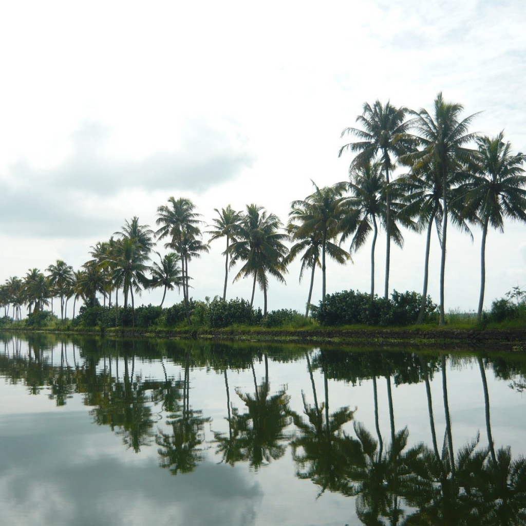 Пальмы в Алапуже