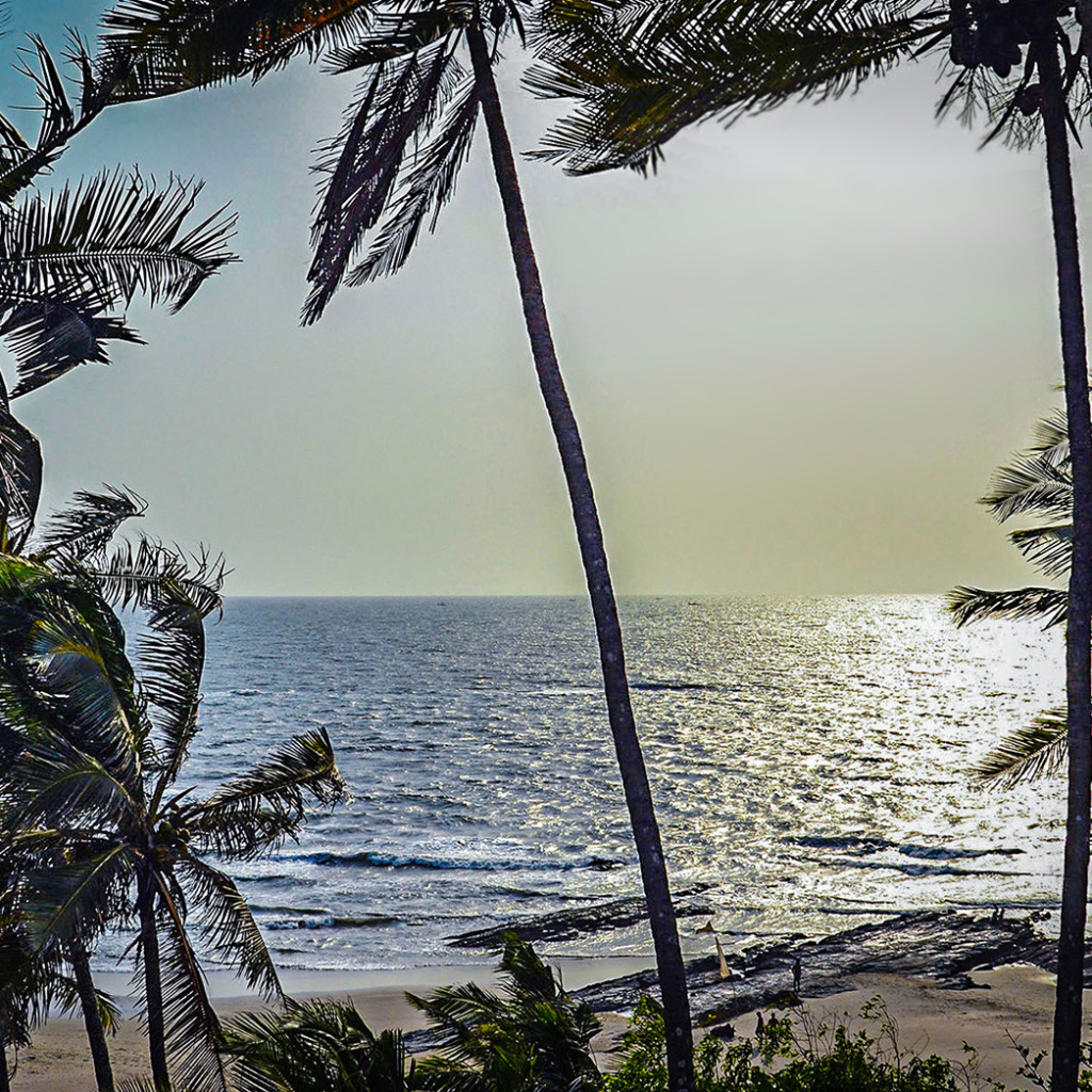 Пальмы на пляжах в Гоа